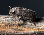 Spruce and Pine Beetles
