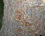 Thyronectria Cankers