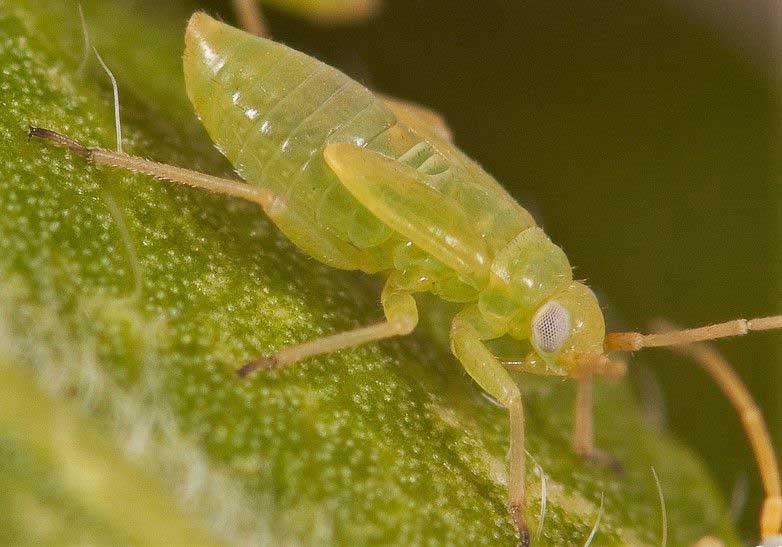 Honeylocust Aphid