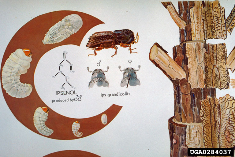 ips beetle lifecycle