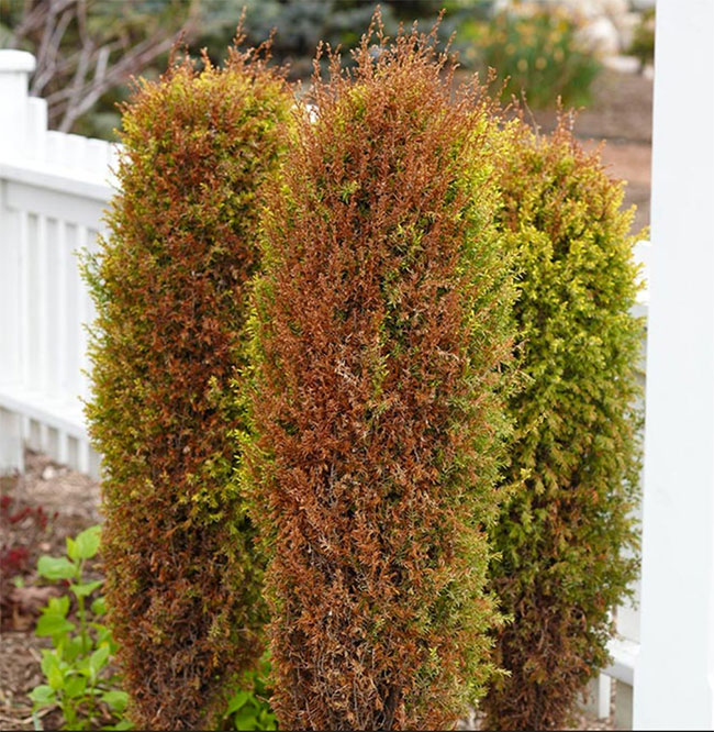 Dried out evergreens