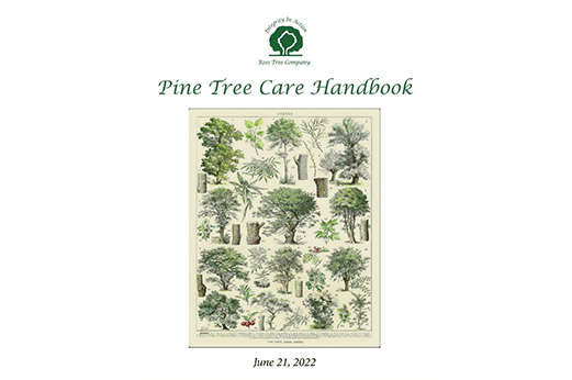 pine-tree-care-handbook-2022 small image pine tree care