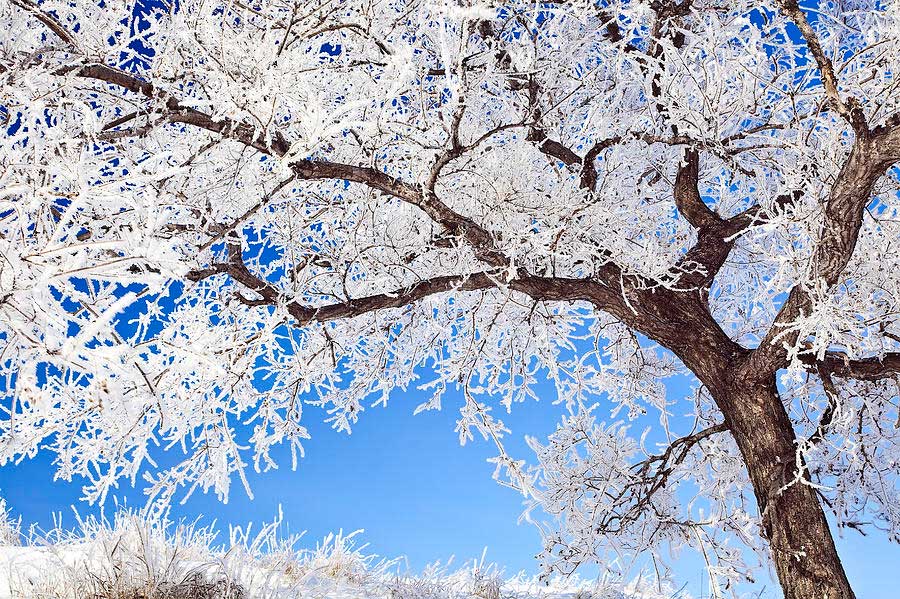 How maples beat the cold