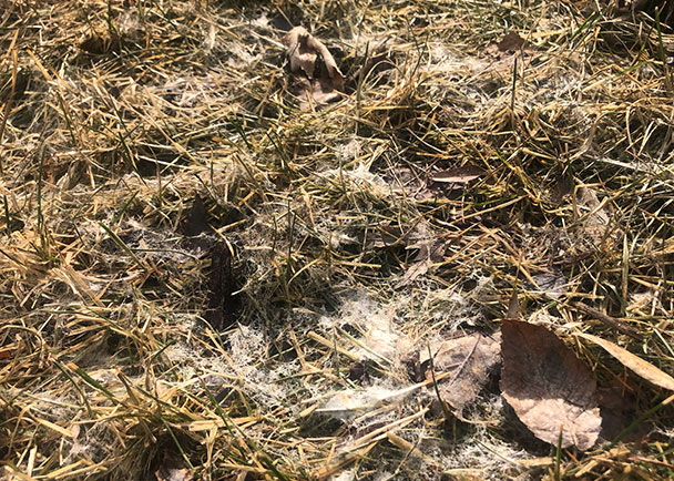 gray snow mold