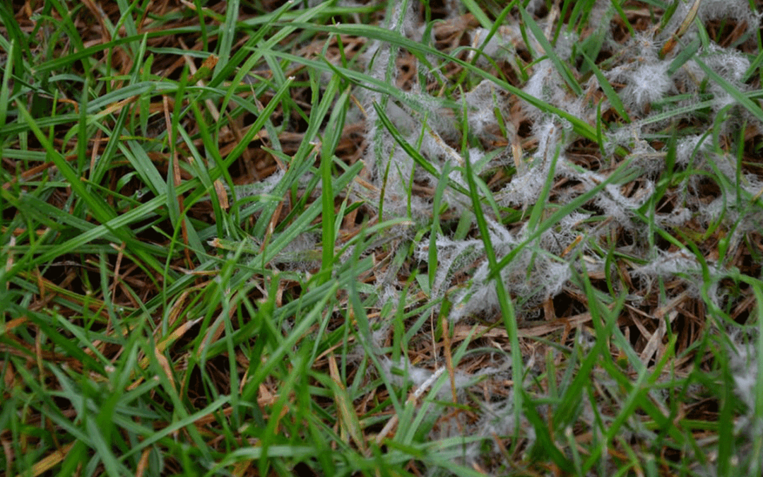 lawn snow mold