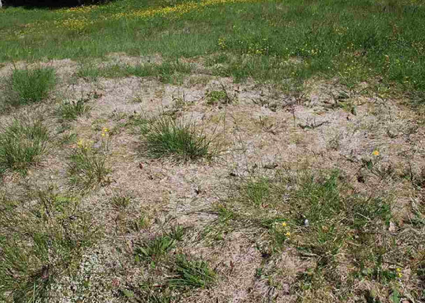 pink snow mold