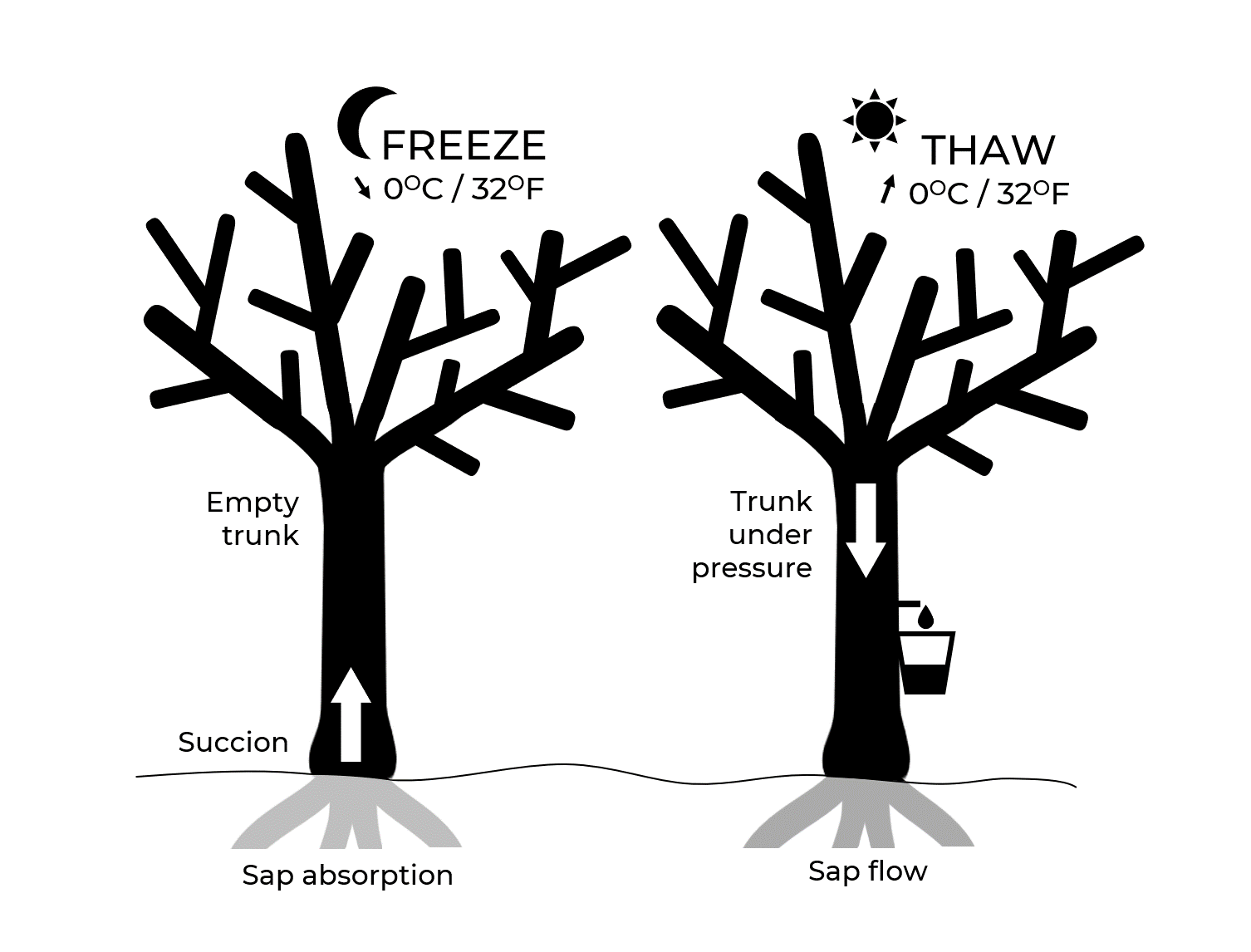 maple sap freeze thaw-cycle