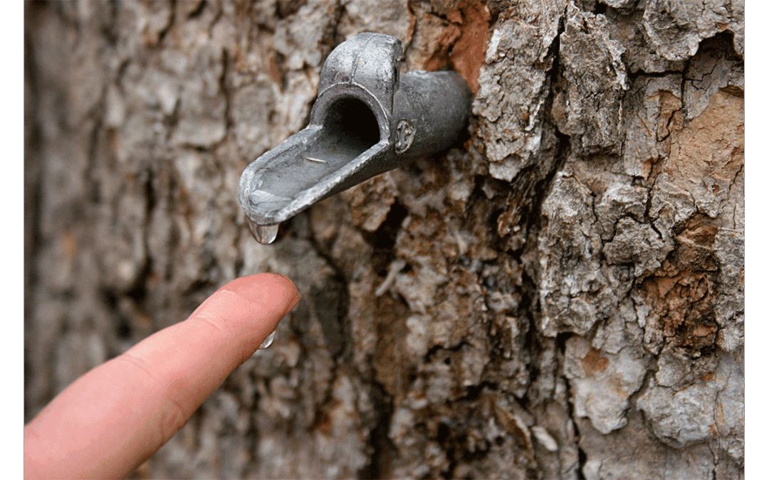 Why Does Sap Run in Maples in the Late Winter?