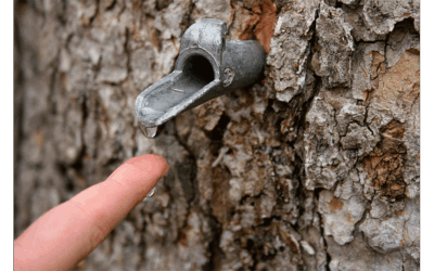 Why Does Sap Run in Maples in the Late Winter?
