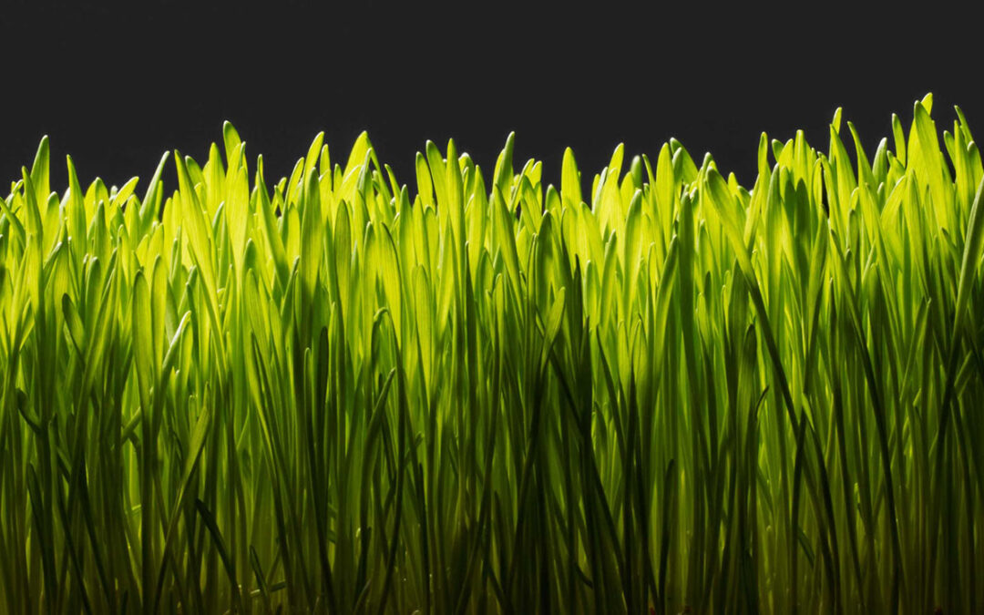 early spring lawn care