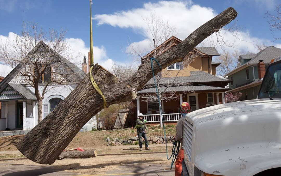 Large Tree Service Job Handbook