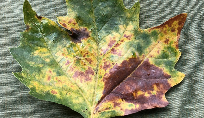 Anthracnose