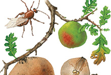 Oak galls in Denver