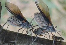 Giant Bark Aphid found in Arvada in 2023 feeding on Elm trees.