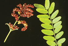 Honeylocust podgall midge