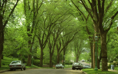 Dutch Elm Disease Discovered Again in Denver