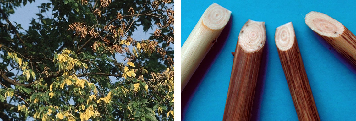 Dutch elm symptoms