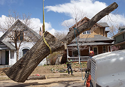 large Siberian tree removal