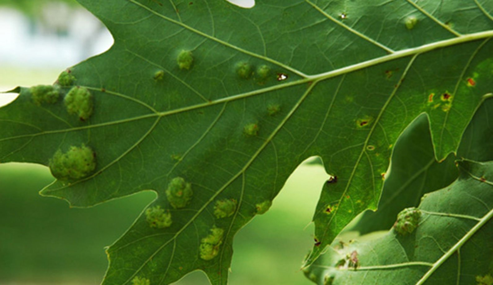 Oak Leaf Blister