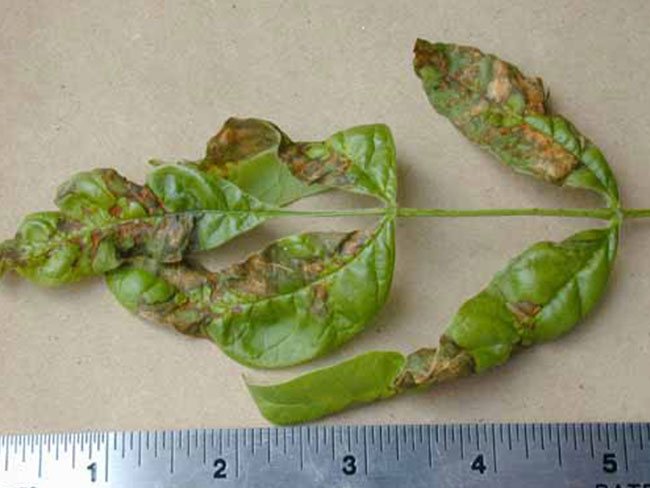 Anthracnose fungus on Ash