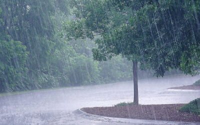 Denver’s Wet Summer – Too Much of A Good Thing