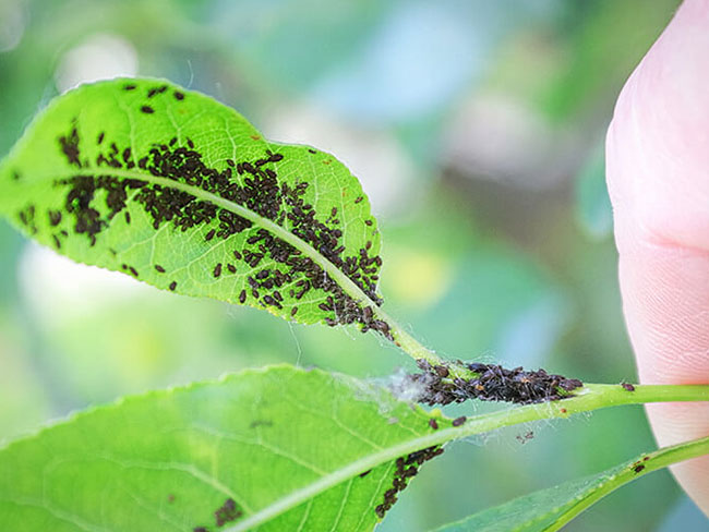 tree aphid infestation