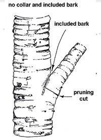 Manage Branches with Bark Inclusions