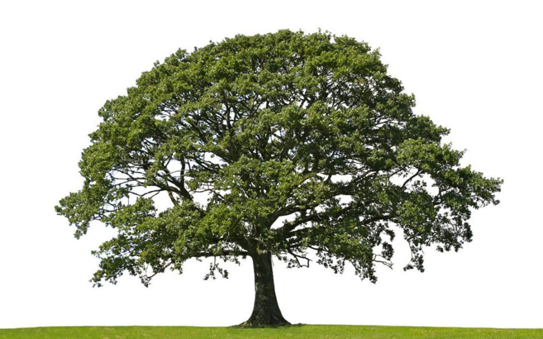 well structured tree