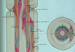 weak branch wound barrier