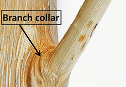 branch collar decay