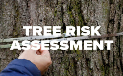 Tree Risk Assessment