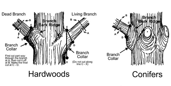 standards based pruning