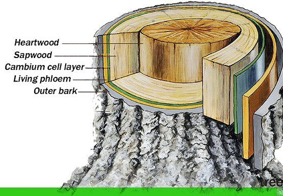 tree anatomy