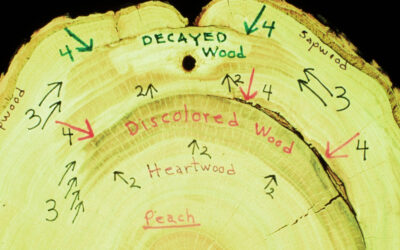 Tree Compartmentalization