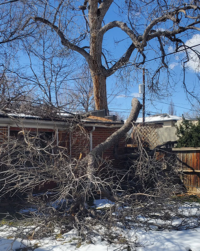 Washington Park snowstorm damage