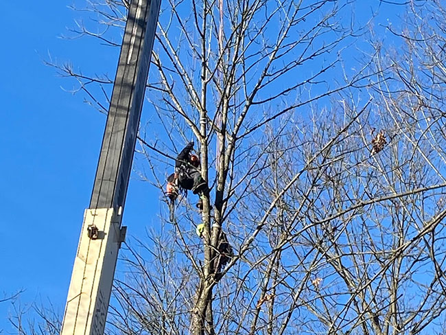 structural tree pruning