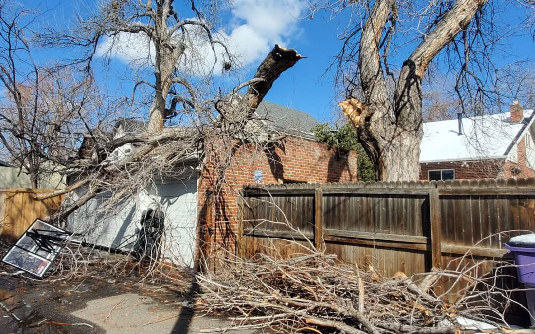 tree emergency