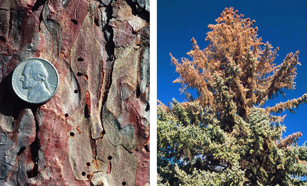 signs of Ips beetle damage