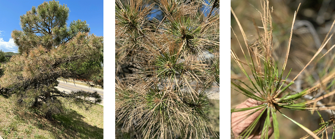 heat damage on pine tree denver