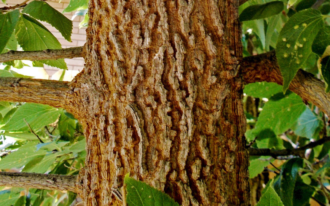 Hackberry Tree Bark