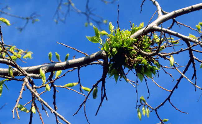 Hackberry Witches' Broom