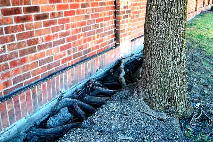 Pine roots next to home foundation
