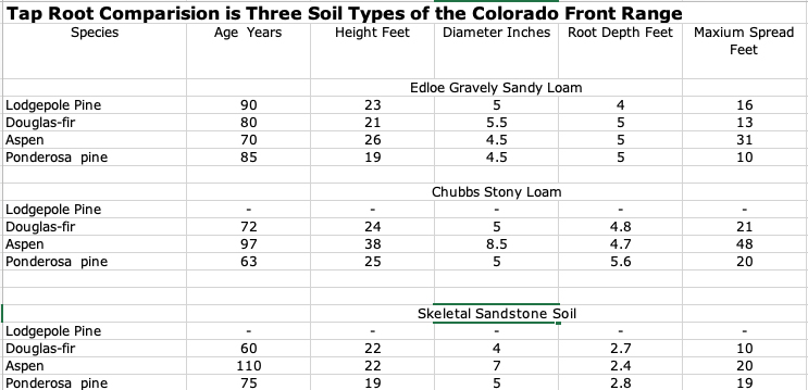 Pine root system study by US Forest Service
