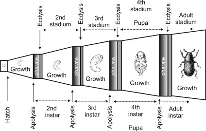 Insect instar stages