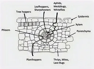 how insects attack leaf tissue