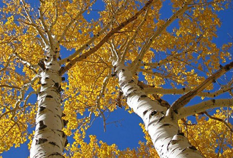 Short guide for aspen care in Denver
