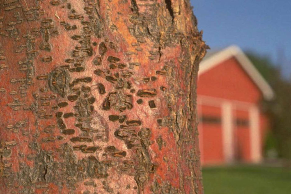cankers-on-honeylocust Cankers on Honeylocust trees