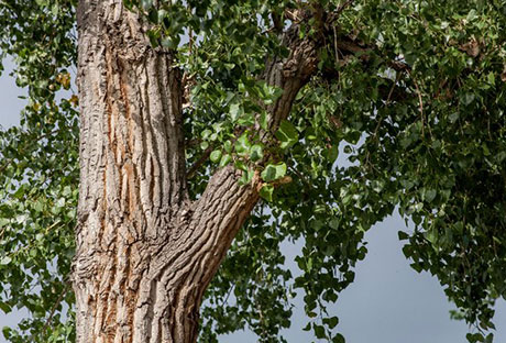 Are cottonwoods dangerous in Denver?