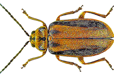 elm-leaf-beetle-golden Elm Leaf Beetle Golden Colorado