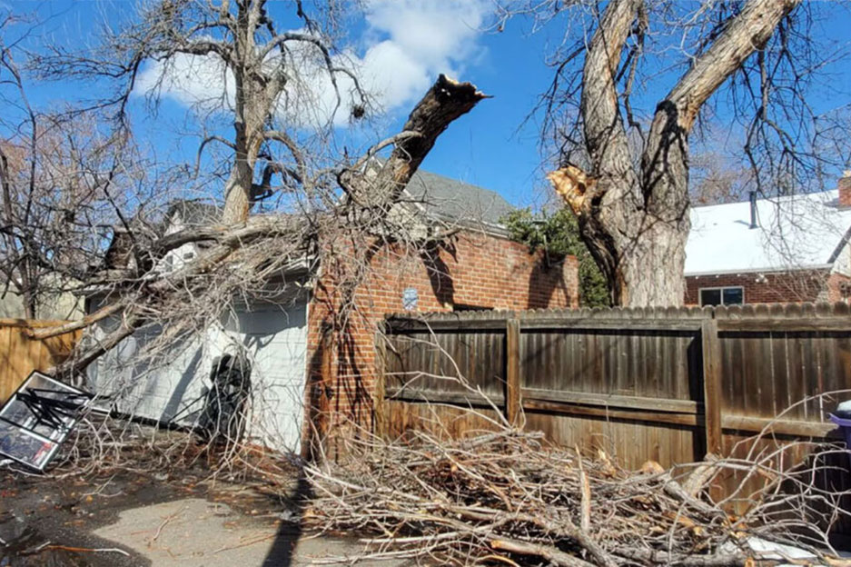 emergency-tree-services-edgewater Emergency Tree Services Explained